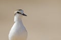 An closeup of an adult Kentish plover Charadrius alexandrinus foraging in the desert on the island of Cape verde