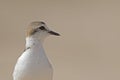 An closeup of an adult Kentish plover Charadrius alexandrinus foraging in the desert on the island of Cape verde