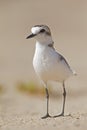 An closeup of an adult Kentish plover Charadrius alexandrinus foraging in the desert on the island of Cape verde