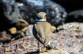 Adult Kentish Plover Water Bird