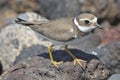 Adult Kentish Plover Water Bird