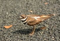 Adult Killdeer