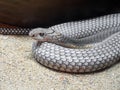 Adult King Cobra Coiled on Sand Royalty Free Stock Photo