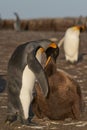 King Penguin feeding chick Royalty Free Stock Photo