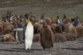 Adult King Penguin and chick in the Falkland Islands