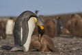 King Penguin preening its chick in the Falkland Islands Royalty Free Stock Photo