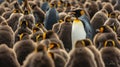 adult king penguin (aptenodytes patagonicus) standing amongst a large group. AI Generative Royalty Free Stock Photo