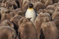 King Penguin and chicks in the Falkland Islands