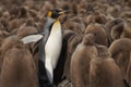 King Penguin and chicks in the Falkland Islands