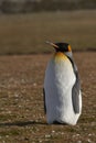 Adult King Penguin in the Falkland Islands