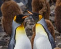 Adult king penguin pair performing mating behavior in South Georgia