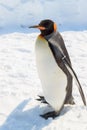 Adult King Penguin standing still Royalty Free Stock Photo