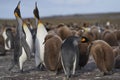 King Penguins and chicks in the Falkland Islands
