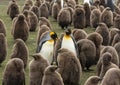2 adult King Penguins among a flock of chicks