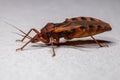 Adult Kissing Bug