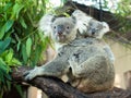 Adult koala sitting on a branch and holds on his back a little baby