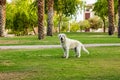 Adult Labrador dog portrait looking at camera in spring time park outdoor nature scenic environment space Royalty Free Stock Photo