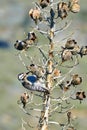 Ladder-backed woodpecker (Dryobates scalaris) in the Californian desert