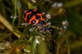 Adult Lady Beetle Royalty Free Stock Photo