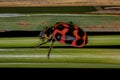 Adult Lady Beetle Royalty Free Stock Photo