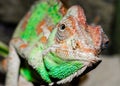 adult large color chameleon closeup