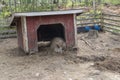 Adult Large pig in the doorway of a free range shelter sleeping in the zoo Royalty Free Stock Photo