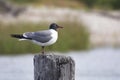 Adult Laughing Gull perched on Mobile Bay wood piling