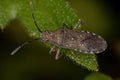 Adult Leaf-footed Bug Royalty Free Stock Photo