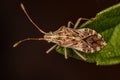 Adult Leaf-footed Bug Royalty Free Stock Photo