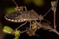 Adult Leaf-footed Bug Royalty Free Stock Photo