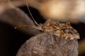 Adult Leaf-footed Bug Royalty Free Stock Photo