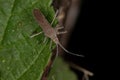 Adult leaf-footed bug Royalty Free Stock Photo
