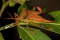 Adult Leaf-footed Bug Royalty Free Stock Photo