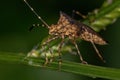 Adult Leaf-footed Bug Royalty Free Stock Photo