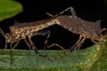 Adult Leaf-footed Bug Royalty Free Stock Photo