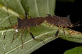 Adult Leaf-footed Bug Royalty Free Stock Photo