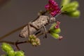 Adult Leaf-footed Bug Royalty Free Stock Photo