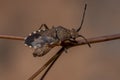 Adult Leaf-footed Bug Royalty Free Stock Photo