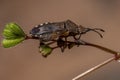 Adult Leaf-footed Bug Royalty Free Stock Photo