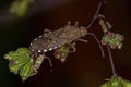 Adult Leaf-footed Bug Royalty Free Stock Photo