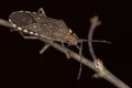 Adult Leaf-footed Bug Royalty Free Stock Photo