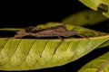 Adult Leaf footed Bug