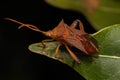 Adult Leaf-footed Bug Royalty Free Stock Photo