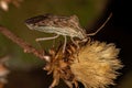 Adult Leaf-footed Bug Royalty Free Stock Photo