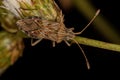 Adult Leaf-footed Bug Royalty Free Stock Photo