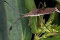 Adult Leaf-footed Bugs coupling Royalty Free Stock Photo