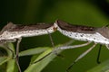 Adult Leaf-footed Bugs coupling Royalty Free Stock Photo