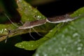 Adult Leaf-footed Bugs coupling Royalty Free Stock Photo