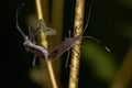 Adult Leaf-footed Bugs Royalty Free Stock Photo
