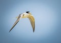 Adult least tern flying through the air